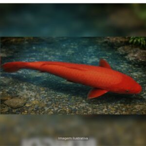 CARPA BENIGOI 18 A 21 CM
