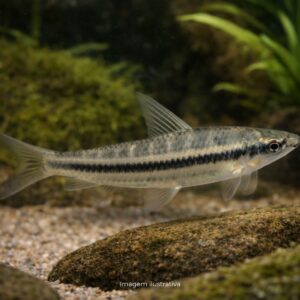 LEPORINUS TAENIATUS