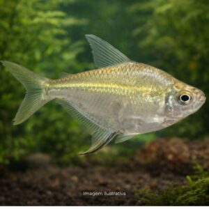 TETRA ASA DELTA
