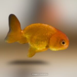 KINGUIO CABECA DE LEAO RED GR