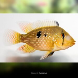 GEOPHAGUS BRASILIENSIS