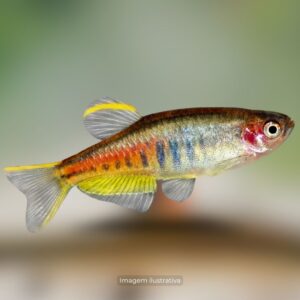 DANIO GLOW LIGHT ph-7.0        (A)