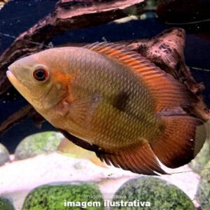 CICHLASSOMA TEMPORALES GR