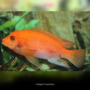 CICL PSEUD ZEBRA LARANJA* ph-8.0               (A)