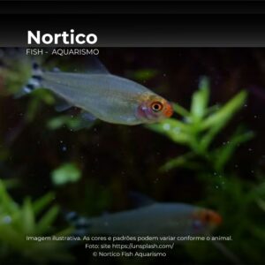 TETRA RODOSTOMUS* ph-6.6                       (E)