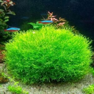 PL RICCIA FLUITANS*