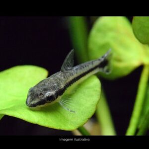 OTOCINCLUS VITATUS (LIMPA VIDRO)               (E)