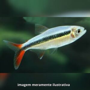 TETRA PINGUIM REDTAIL