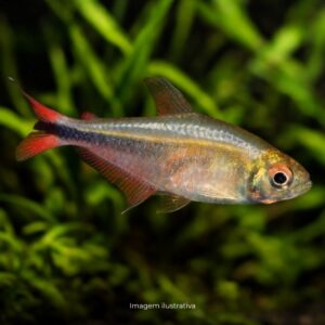 TETRA JALAPAO