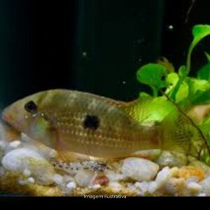 GEOPHAGUS DIAMANTINENSES