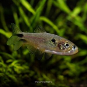 TETRA LANGEANI