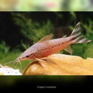 DIANEMA VERDADEIRA ph-7.0*                     (E)