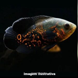 OSCAR RED TIGRE 20 A 25 CM    (A)