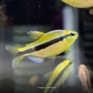 TETRA CYANOTAENIA AZUL