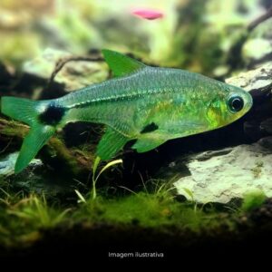 TETRA SERRAPINUS