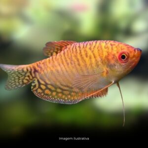 TRICHOGASTER OURO* ph-7.0                      (A)