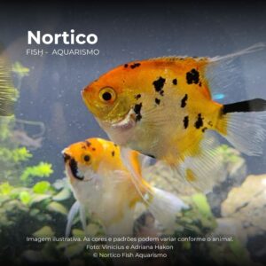 ACARA KOI RED DEVIL PQ