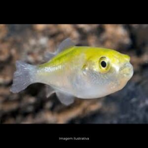 BAIACU ABACATE 3 A 5 CM