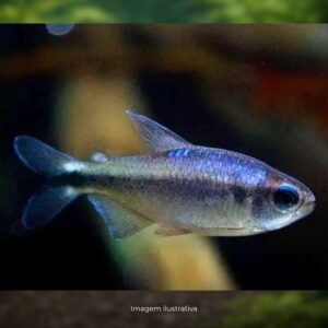 TETRA BLUE DEVIL