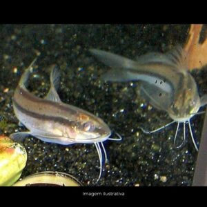 PIMELODELLA ITAPICURUENSIS