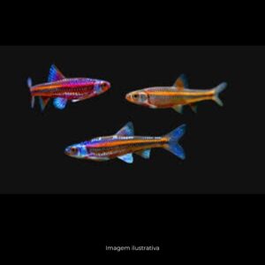 RAINBOW SHINER
