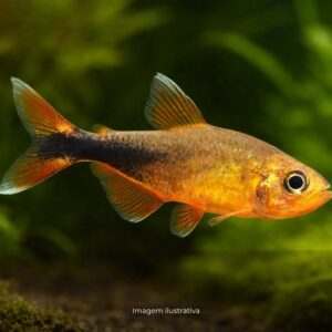 TETRA MONILIGER
