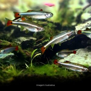 TETRA TANICTS* ph-7.0                          (A)