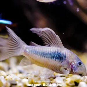 CORIDORA AENEUS VEU* ph-7.0 (A)