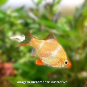 BARBUS SUMATRA ALBINO* ph-7.0                  (A)