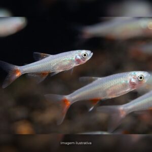TETRA BLOOD FIN ph-7.0                         (A)