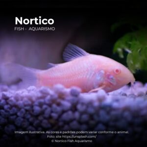 CORIDORA ALBINA* ph-7.0                        (A)