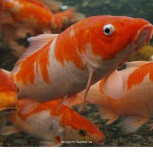 CARPA PQ* ph-7.2                               (A)