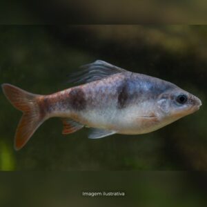 BARBUS AURULIUS* ph-7.0                        (A)