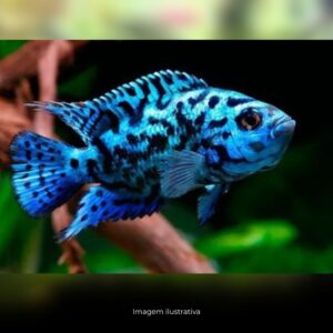 CICHLASSOMA JACK DEMPSEY AZUL MTZ ph-7.0 (A)