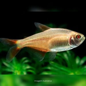 TETRA BUENOS AIRES ALBINO ph-7.0               (A)