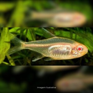 TETRA GLOW LIGTH ALBINO* ph-7.0 (A)
