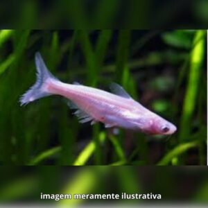 PANGASIUS ALBINO P/M*                        (A)