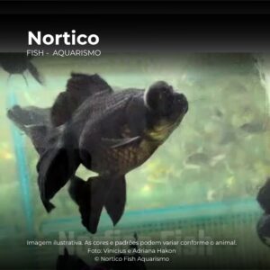 KINGUIO TELESCOPIO PRETO M/G ph-7.2            (E)