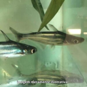 PANGASIUS COMUM MD*                           (A)