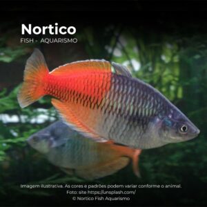 MELANOTAENIA BOESEMANI MTZ ph-7.2              (A)