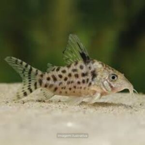 CORIDORA PUNCTATUS* ph-7.0                     (E)