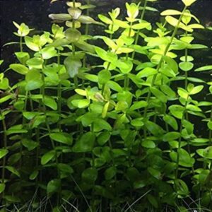 PL /VASO BACOPA CAROLINIANA
