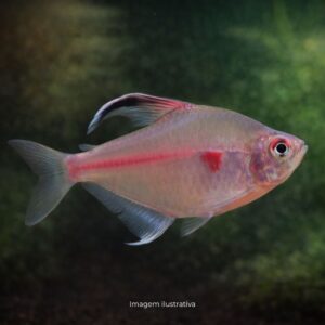 TETRA PINK ROSACEO ph-6.6                (A)