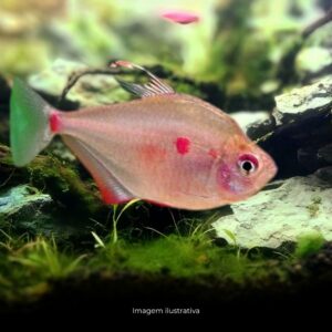 TETRA ROSACEO* ph-6.6                          (A)