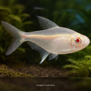 TETRA LIMAO ALBINO* ph-7.0                     (A)