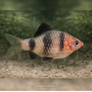 BARBUS NIGROFASCIATUS* ph-7.0                  (A)