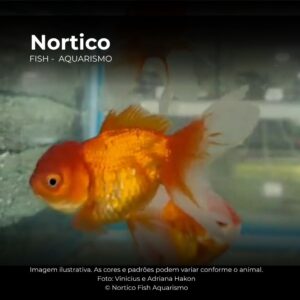 KINGUIO ORANDA RED MTZ TAMANHO 2 ph-7.2   (A)
