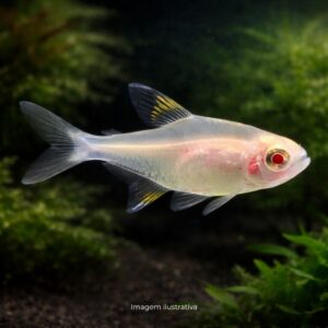 TETRA PRISTELA ALBINA ph-7.0                   (A)