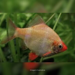 BARBUS SUMATRA VERDE ALBINO ph-7.0*            (A)