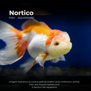 KINGUIO ORANDA RED WHITE MTZ (TAMANHO 1)